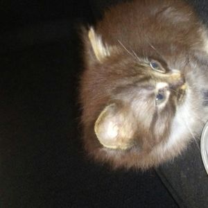 Meet your Posher, Andi